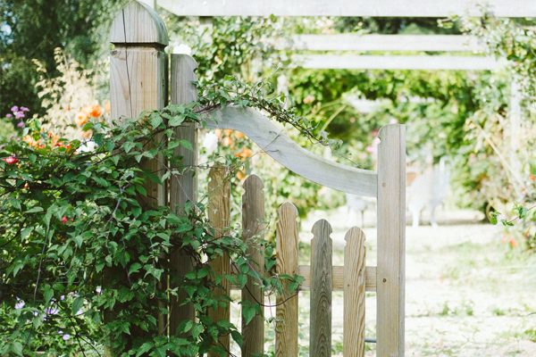 vines