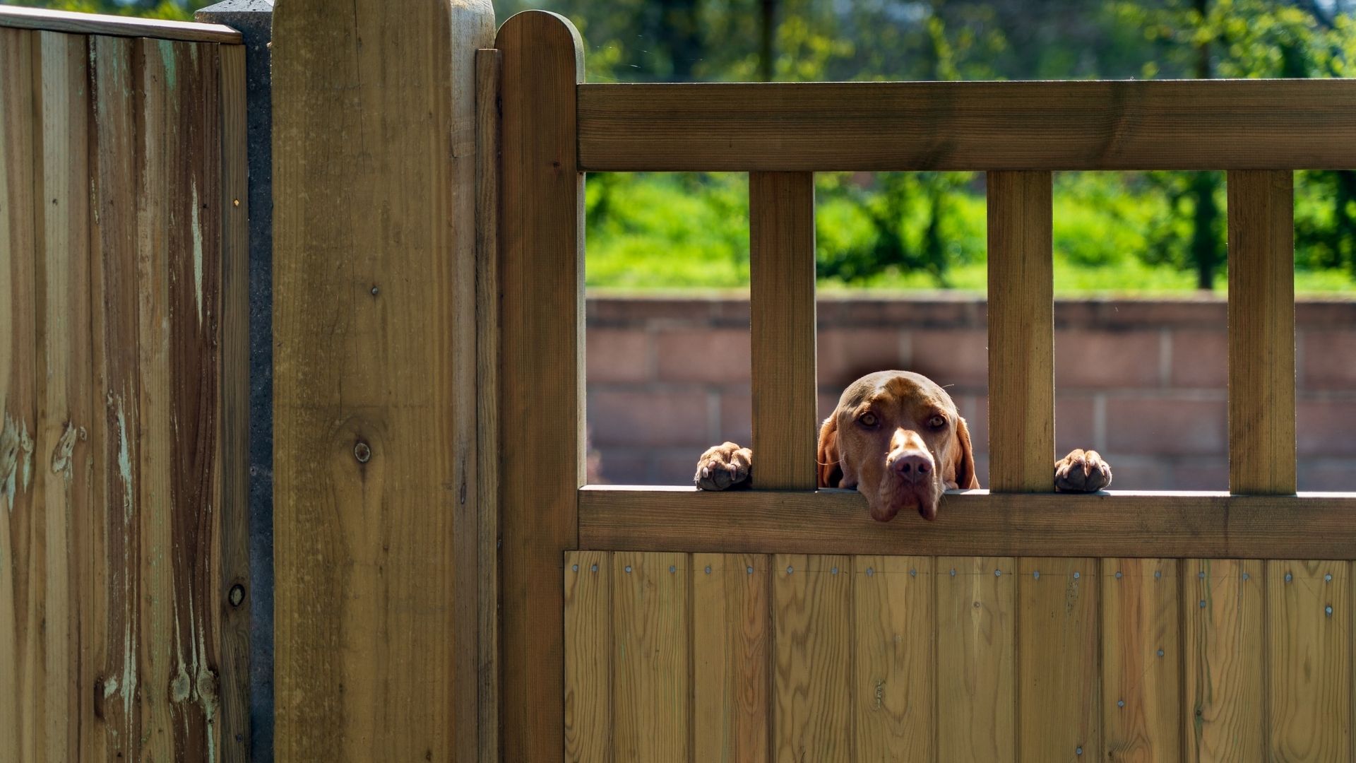 Dog getting outlet under fence