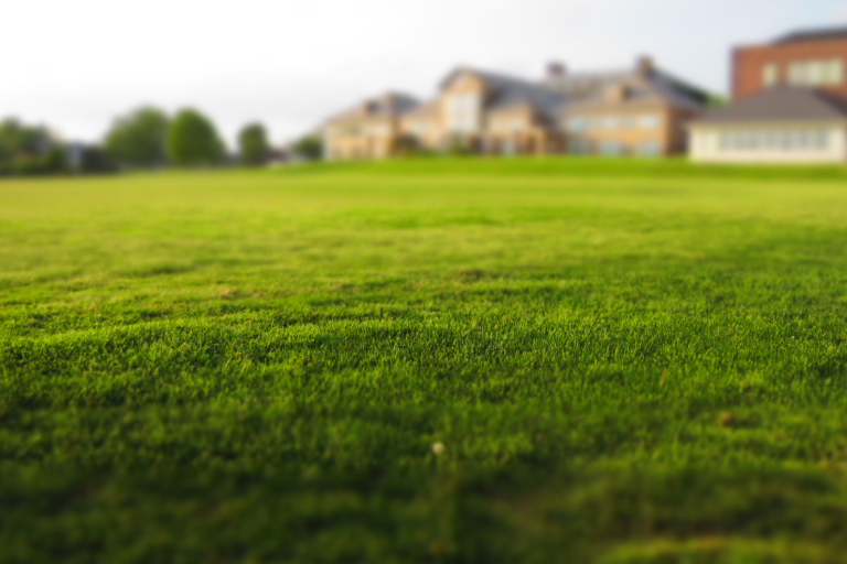 Prepare Yard for Fence