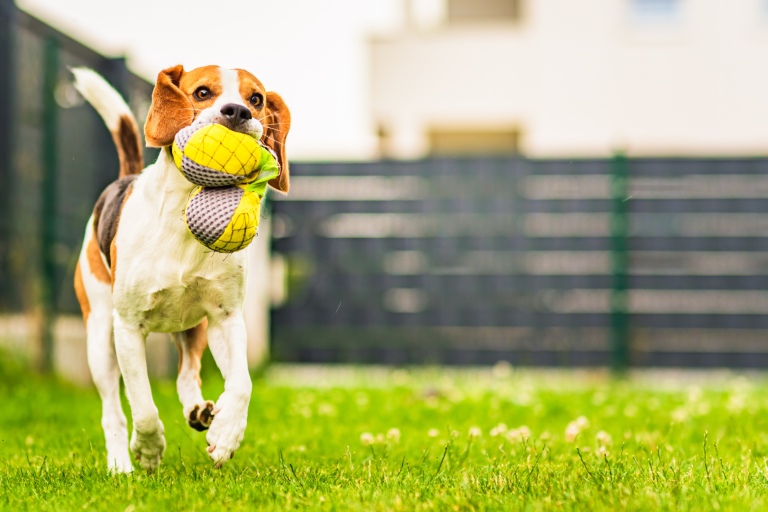 Child and Pet Safety