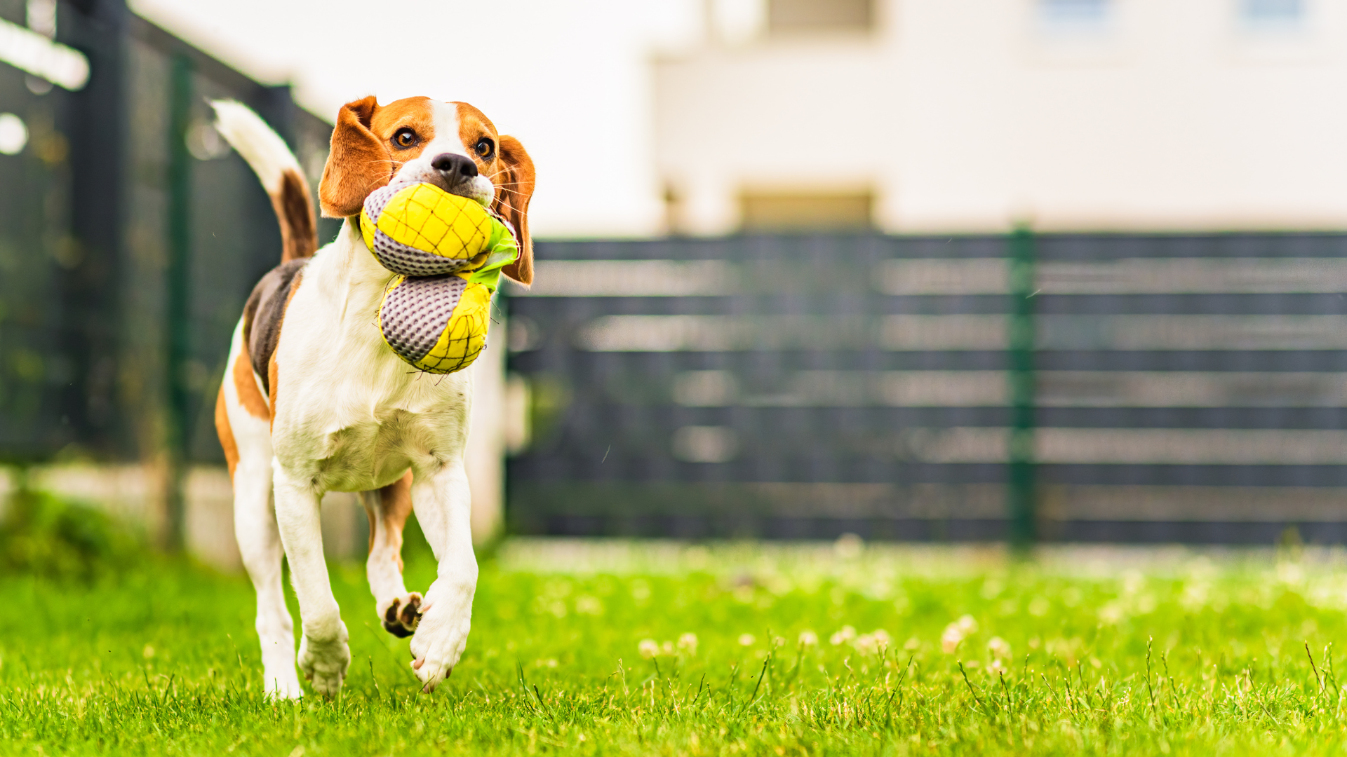 Pet safe fence clearance installation