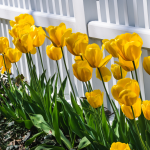 Preparing your yard for spring