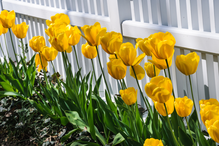 Spring Preparing your yard for spring