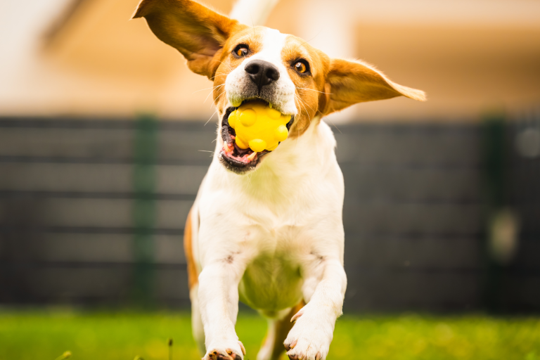 Fencing Solutions for Pet Owners fence solutions for pet owners
