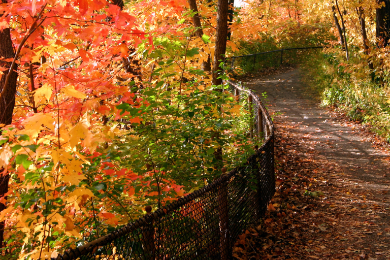 CF- Fall Fence Care fall