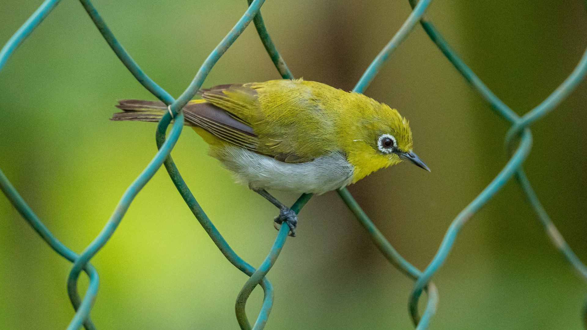 fence in summer