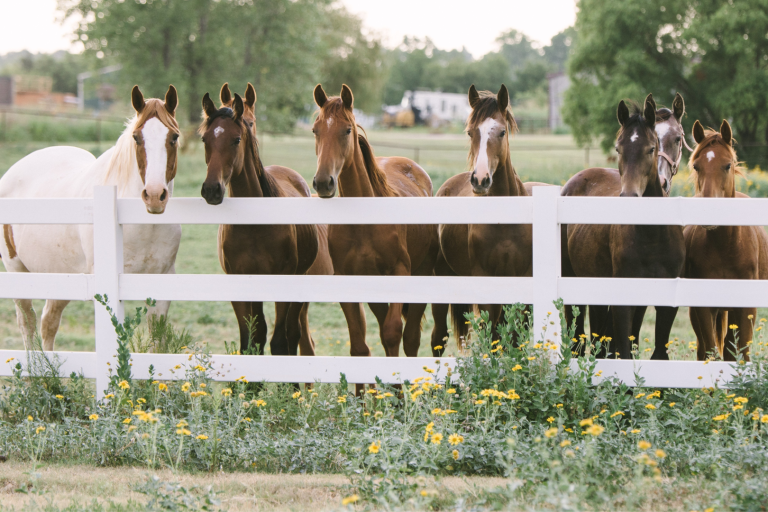 CF- Protect Your Fence fence in summer with horses