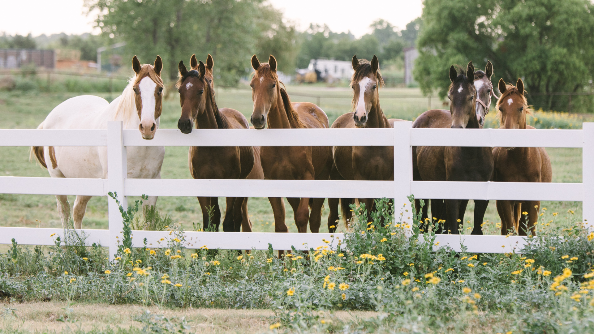 fence in summer with horses