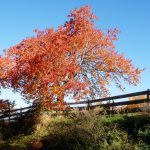 fence in fall