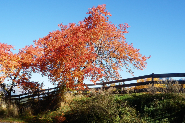 CF- Fall Weather fence in fall