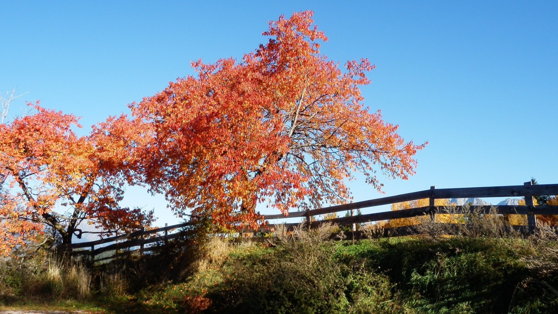 fence in fall