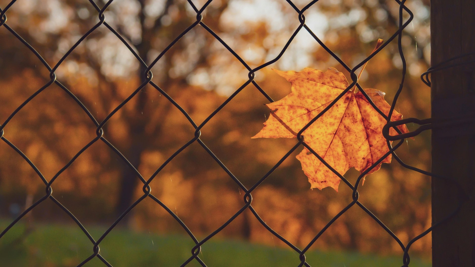 fall fence