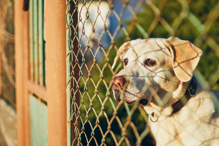 CF- Pet-Proofing pet friendly