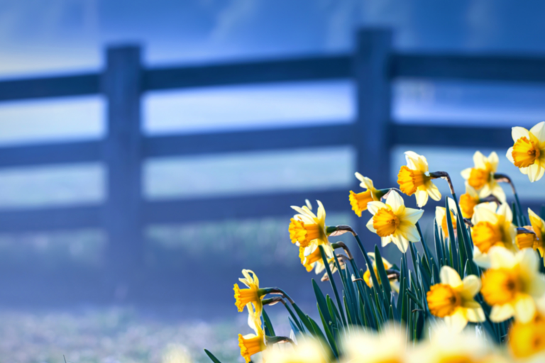 Spring Fence