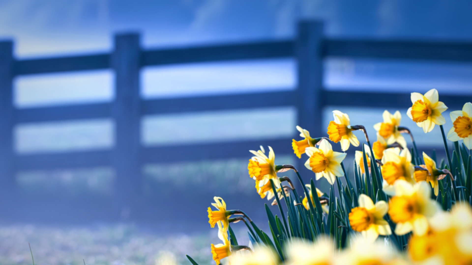 Spring Fence