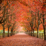 fall fence installation
