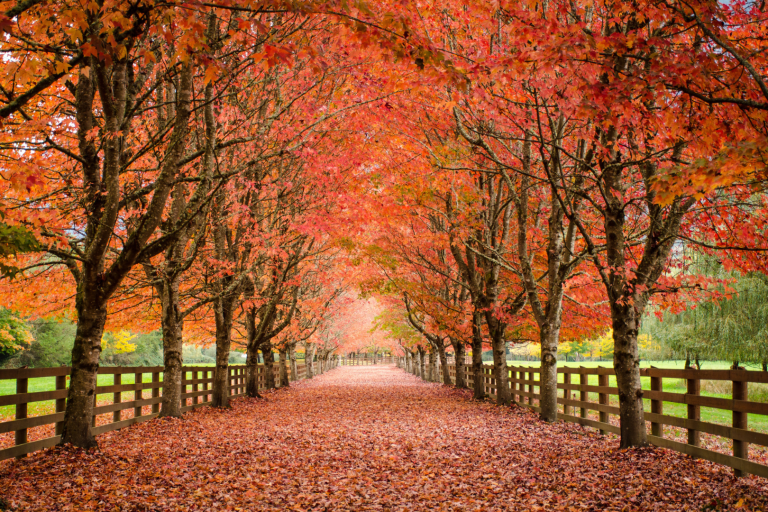 fall fence installation