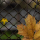 fall leaves
