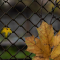 fall leaves