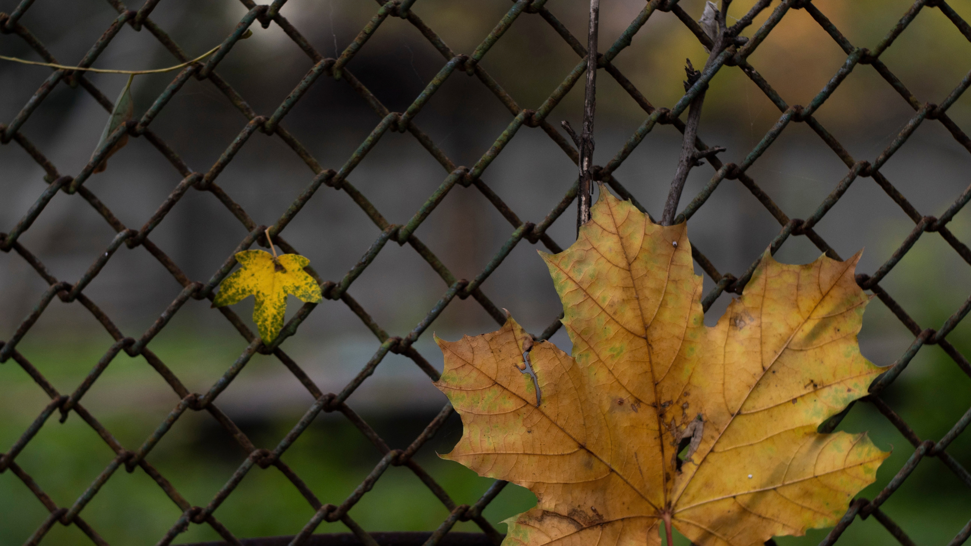 fall leaves